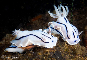 Chromodoris willani/Photographed with a Canon 60 mm macro... by Laurie Slawson 